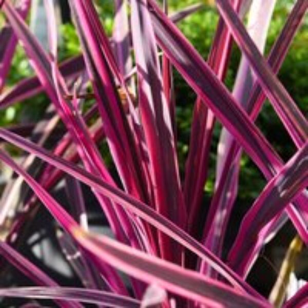 Cordyline 'Pink Passion'