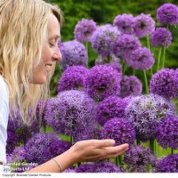 Allium Cut Flower Collection