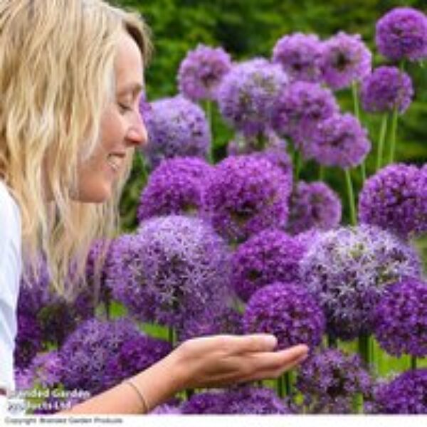 Allium Cut Flower Collection