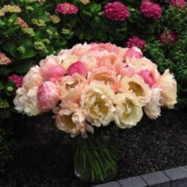 Peony 'Coral Sunset'