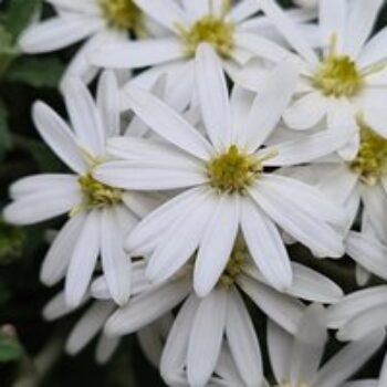 Olearia 'Spring Bling'