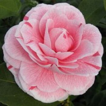 Camellia japonica 'Bonomiana'