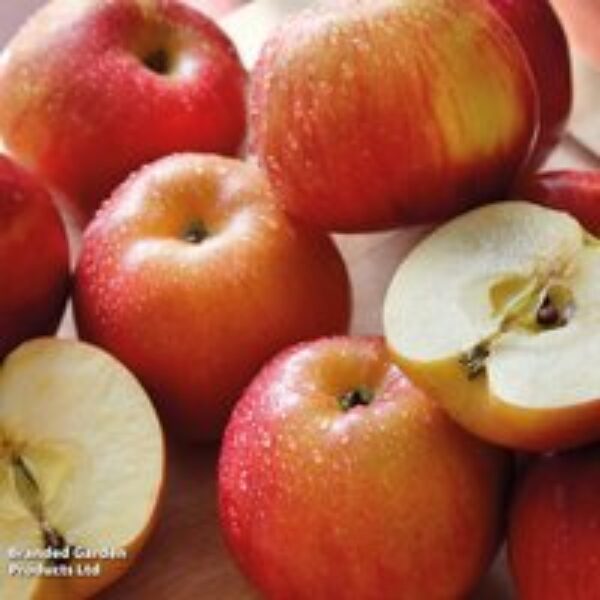 Apple 'Braeburn'