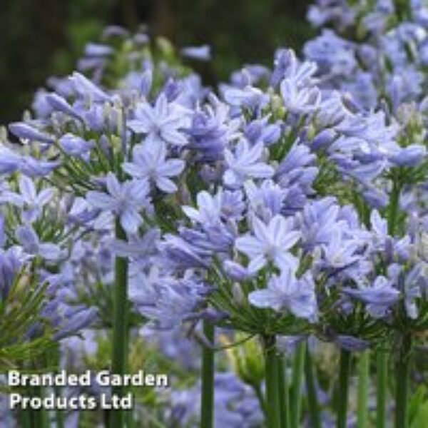 Agapanthus 'Blue Storm'