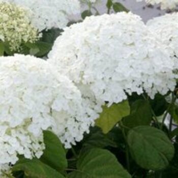 Hydrangea arborescens 'Annabelle'