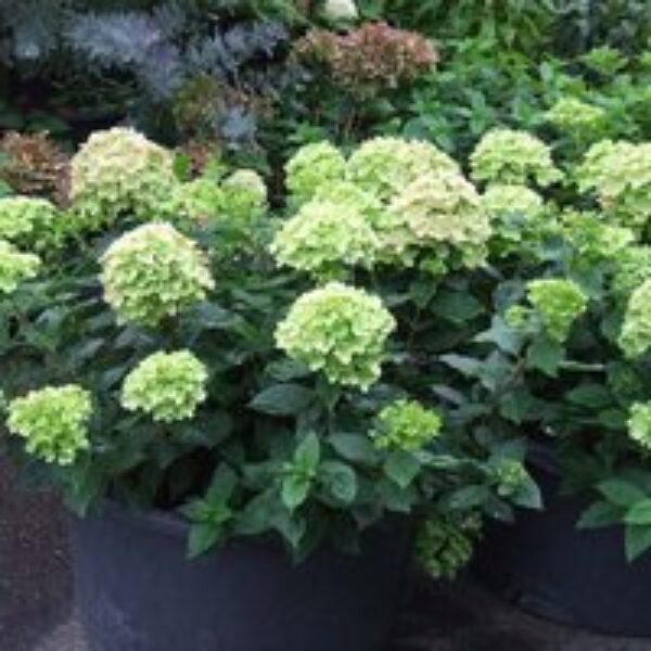 Hydrangea paniculata 'Little Lime'