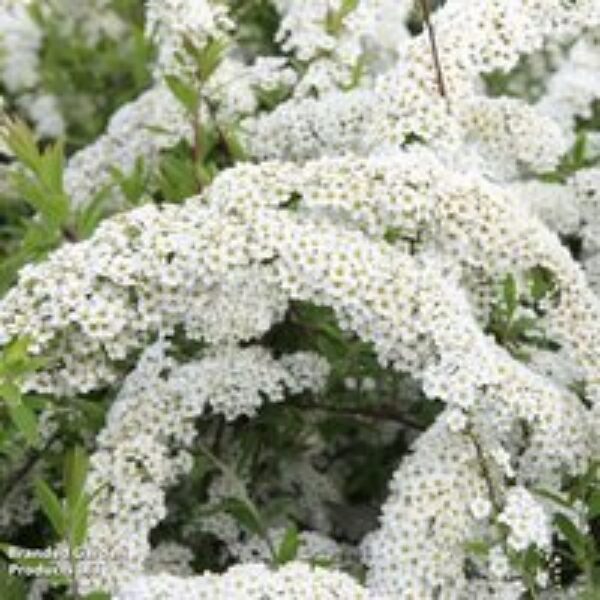 Spiraea x cinerea 'Grefsheim'