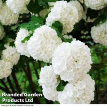 Viburnum opulus 'Compactum'