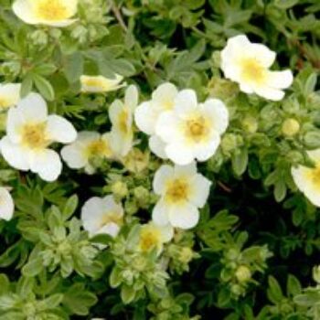 Potentilla fruticosa 'Limelight'