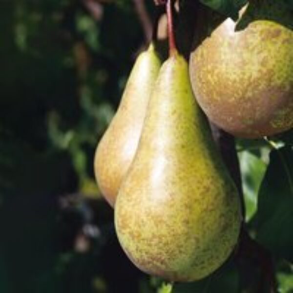 Pear 'Conference'