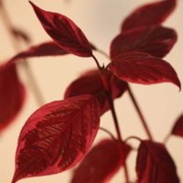 Cornus alba 'Sibirica Variegata'