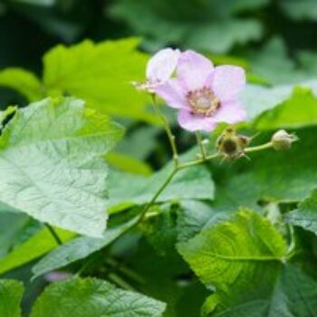 Rubus Odoratus