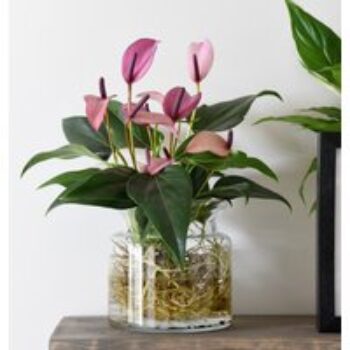 Anthurium Aqua in Sierglass