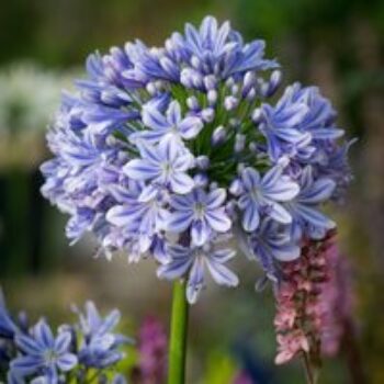 Agapanthus 'Full Moon'