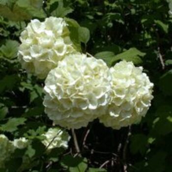 Viburnum plicatum f. plicatum 'Grandiflorum'