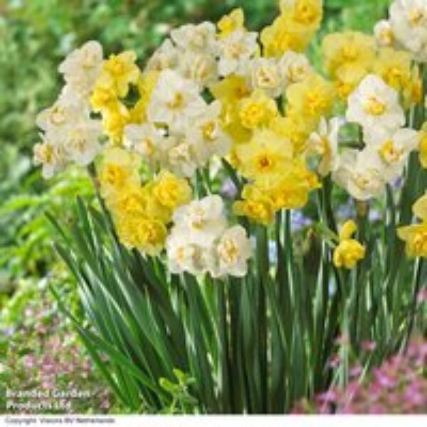 Narcissus 'Cheerfulness Duo'