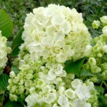 Viburnum plicatum f. plicatum 'Popcorn'