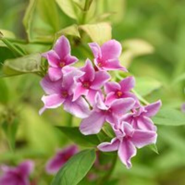 Jasminum x stephanense 'Starry Starry Summer Scent'