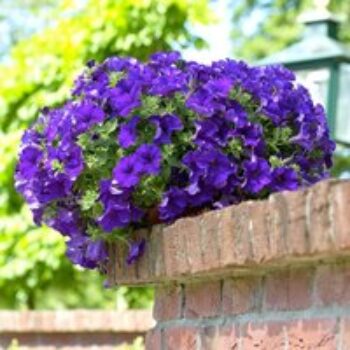 Petunia 'Trailing Surfinia Blue'