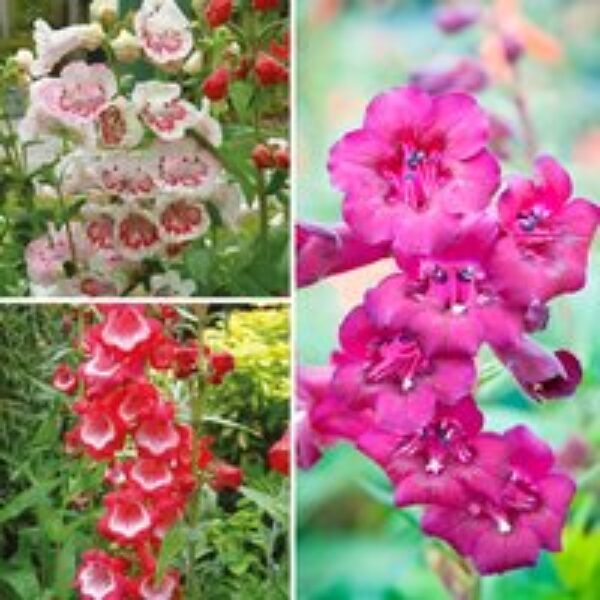 Penstemon 'Ice Cream Collection'