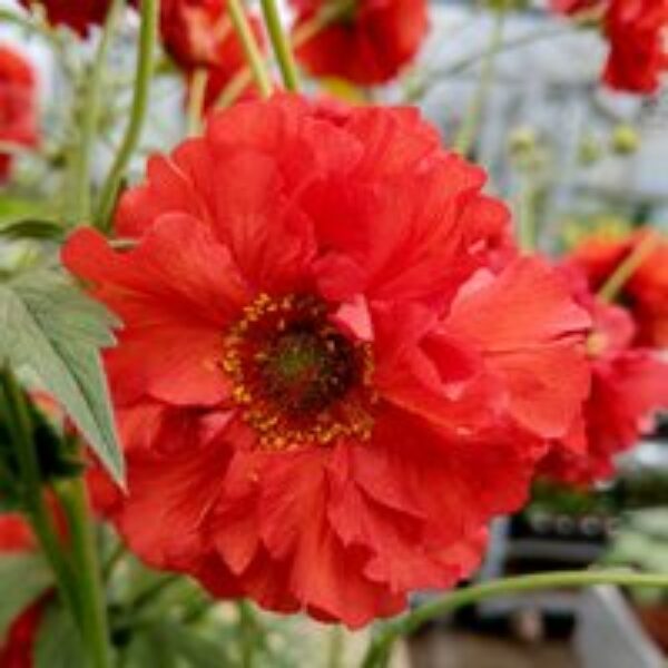 Geum 'Samba Sunset'