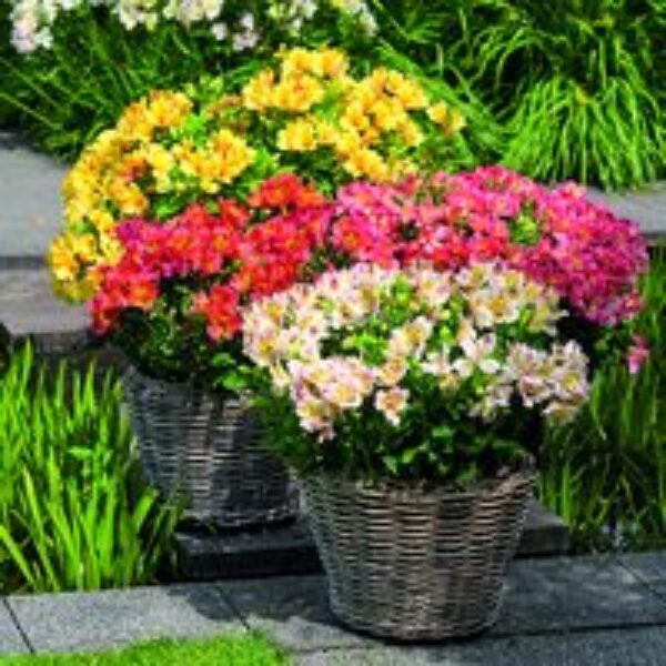 Alstroemeria 'Valley' Collection (Summer Paradise Series)