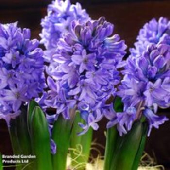 Hyacinth 'Delft Blue'