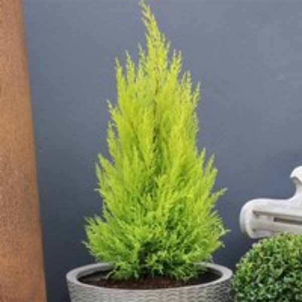 Cupressus Goldcrest Wilma