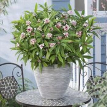 Daphne 'Perfume Princess'