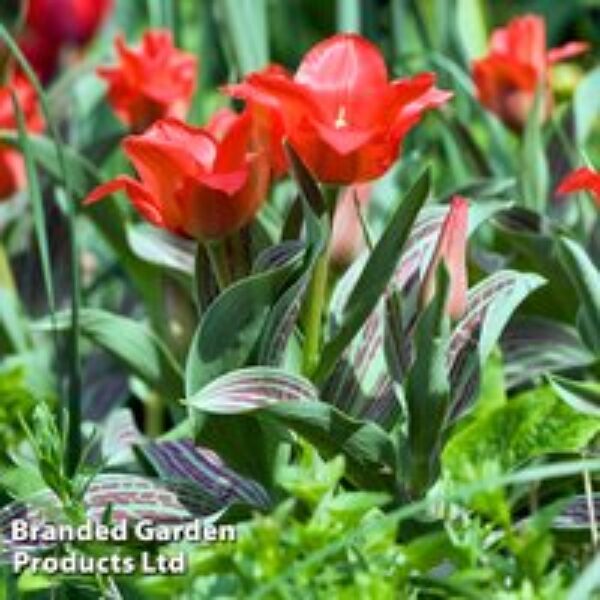 Tulip 'Red Riding Hood'