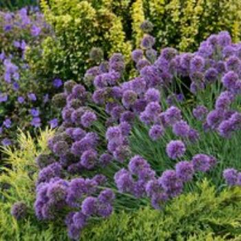 Allium 'Medusa'