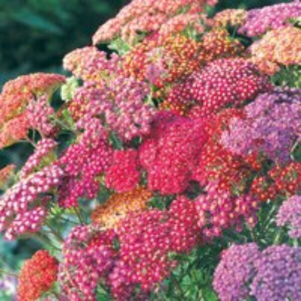 Achillea millefolium 'Summer Berries'