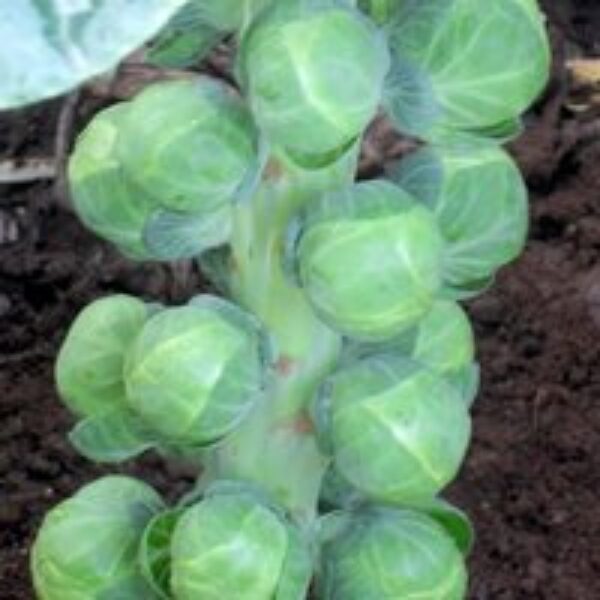 Brussels Sprout 'Doric' F1 (Organic) - Seeds