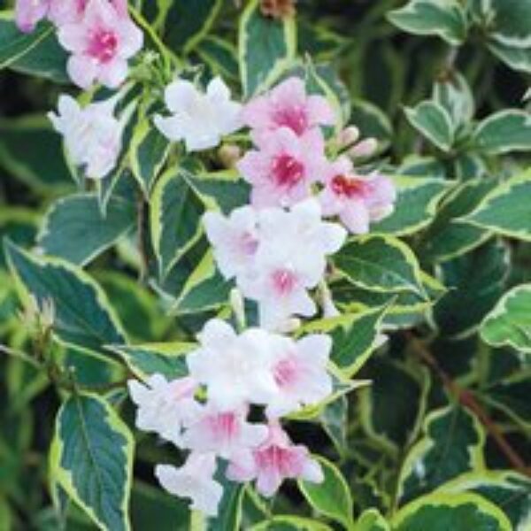 Weigela 'Florida Variegata'