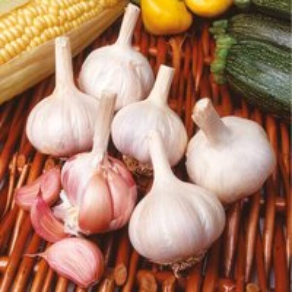 Garlic 'Flavor' (Spring Planting)