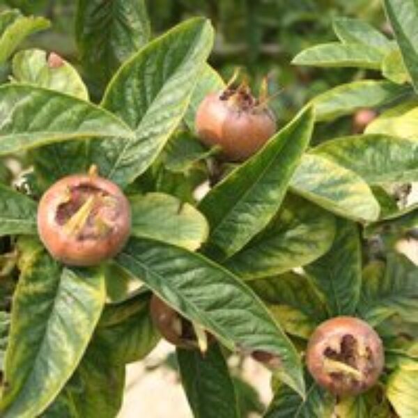 Common Medlar