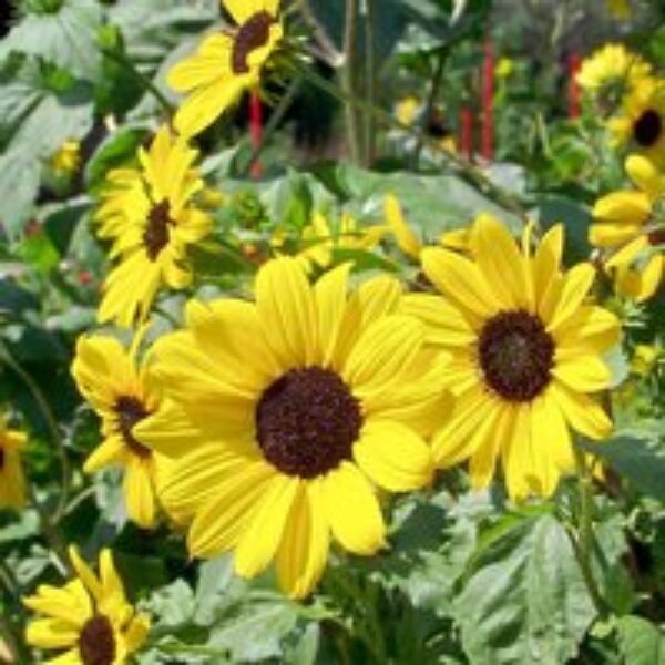 Sunflower 'Small Yellow Flower' (Organic) - Seeds