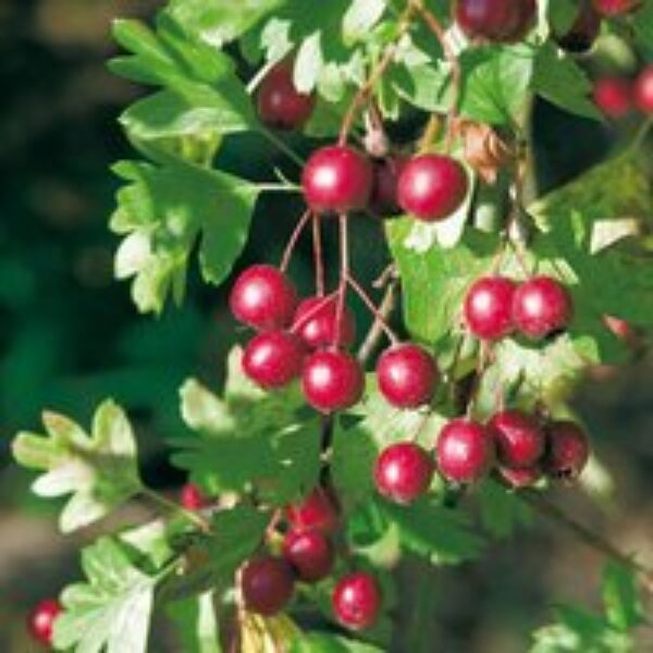 Hawthorn (Hedging)