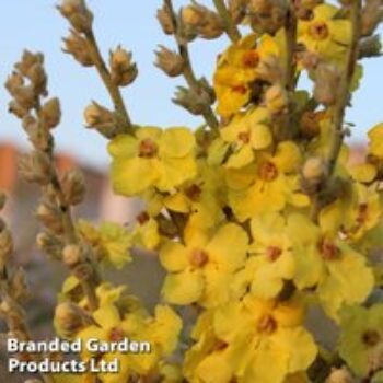 Verbascum phlomoides 'Banana Custard'