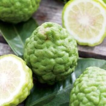 Kaffir Lime (Citrus Fruit)