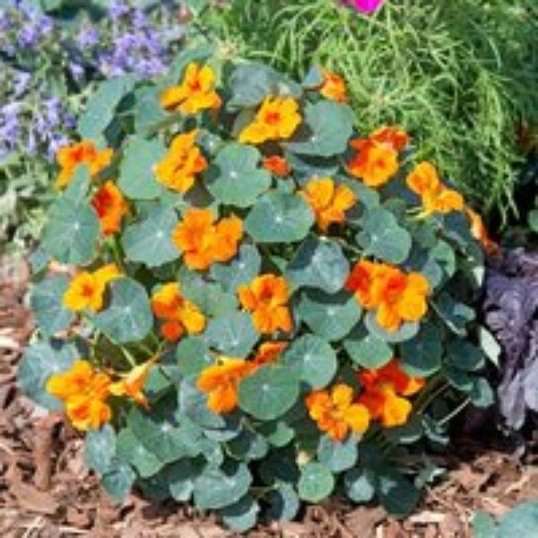 Nasturtium 'Baby Orange' - Seeds