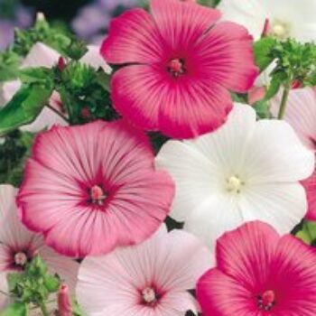 Lavatera 'Beauty Mixed' - Seeds