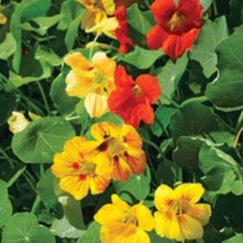 Nasturtium 'Tall Mixed' - Seeds