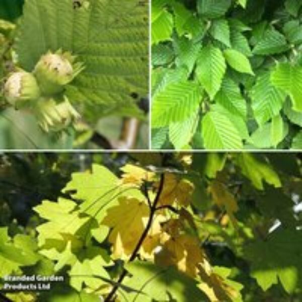 Wildlife Mixed Hedging