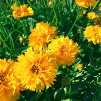 Coreopsis 'Early Sunrise'