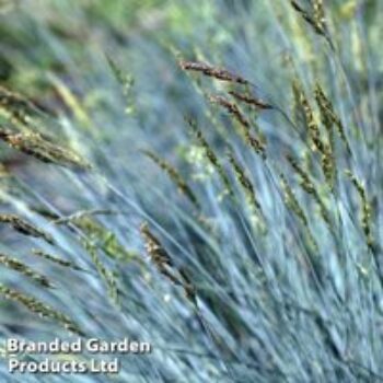 Festuca glauca