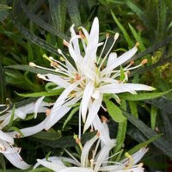 Azalea 'Starstyle White'