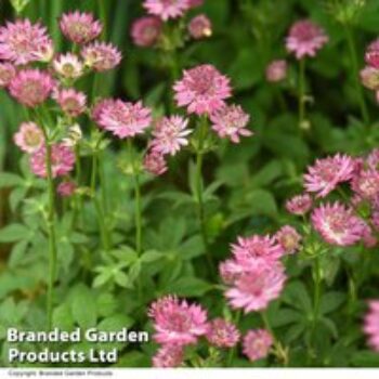 Astrantia major 'Roma'