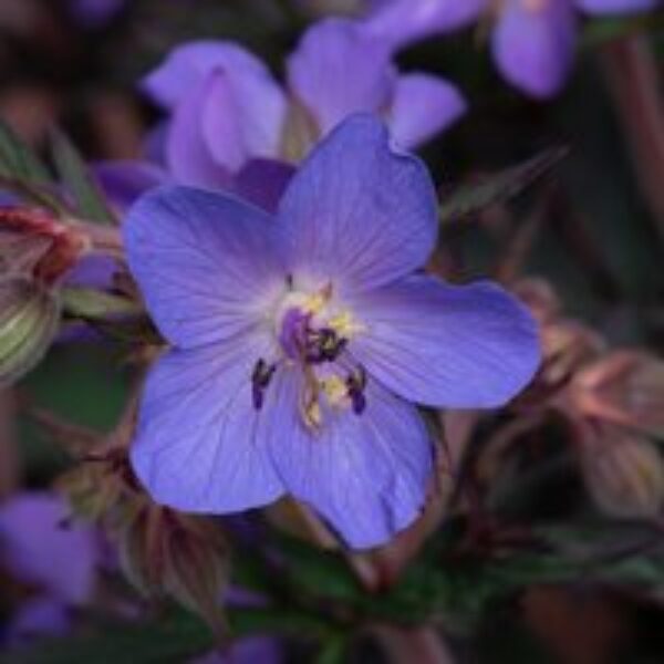 Geranium 'Storm Cloud'