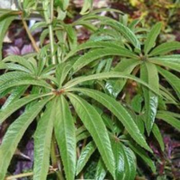 Begonia luxurians